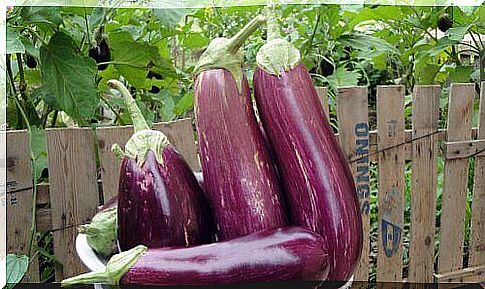 10 health benefits of eggplant