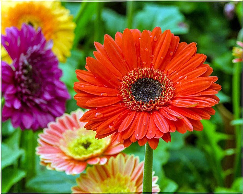 4 tips for caring for Gerbera at home