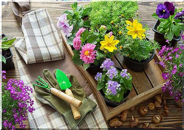 Garden tools next to flowers.