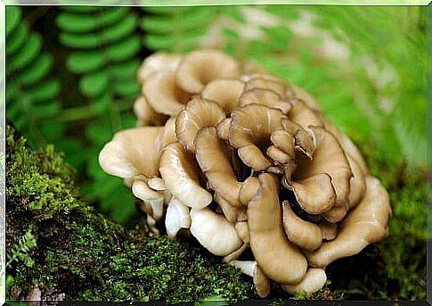 6-shiitake