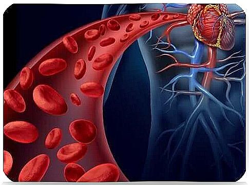 Illustration of the aorta.