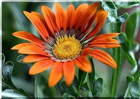 Gazania