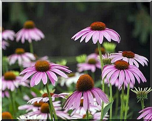 Red sun hat is one of many beautiful summer flowers