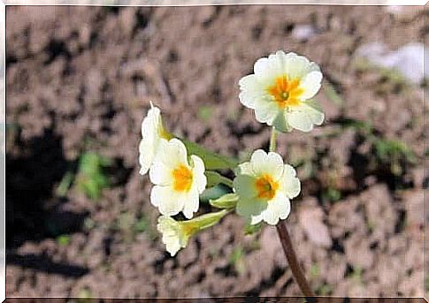 Carnations