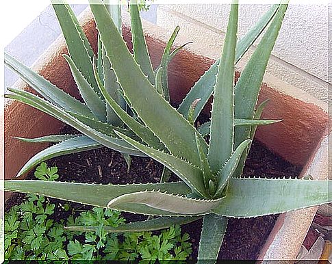 aloe-vera-1