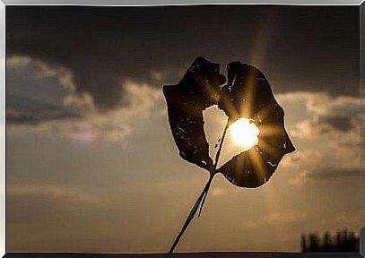 leaf with heart-shaped hole