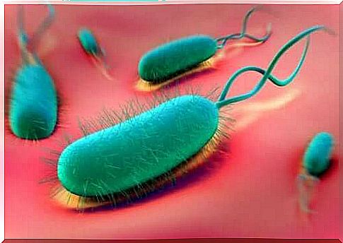 The H. pylori bacterium is a crucial factor in the occurrence of stomach ulcers.