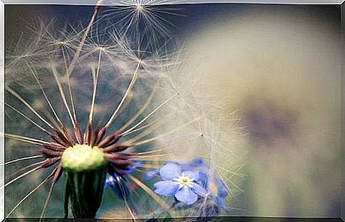 dandelion