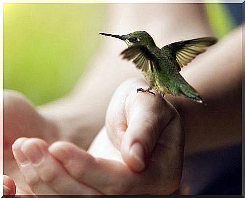 Hummingbird in hand