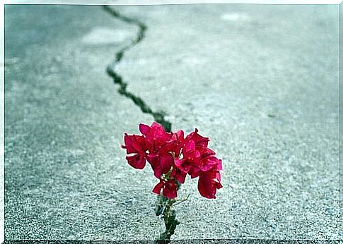 flower asphalt