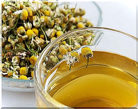 chamomile