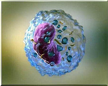 A white blood cell