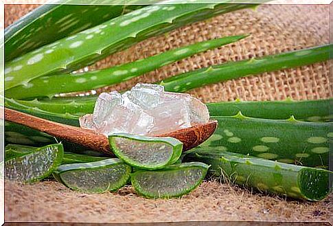 Aloe vera against scabies